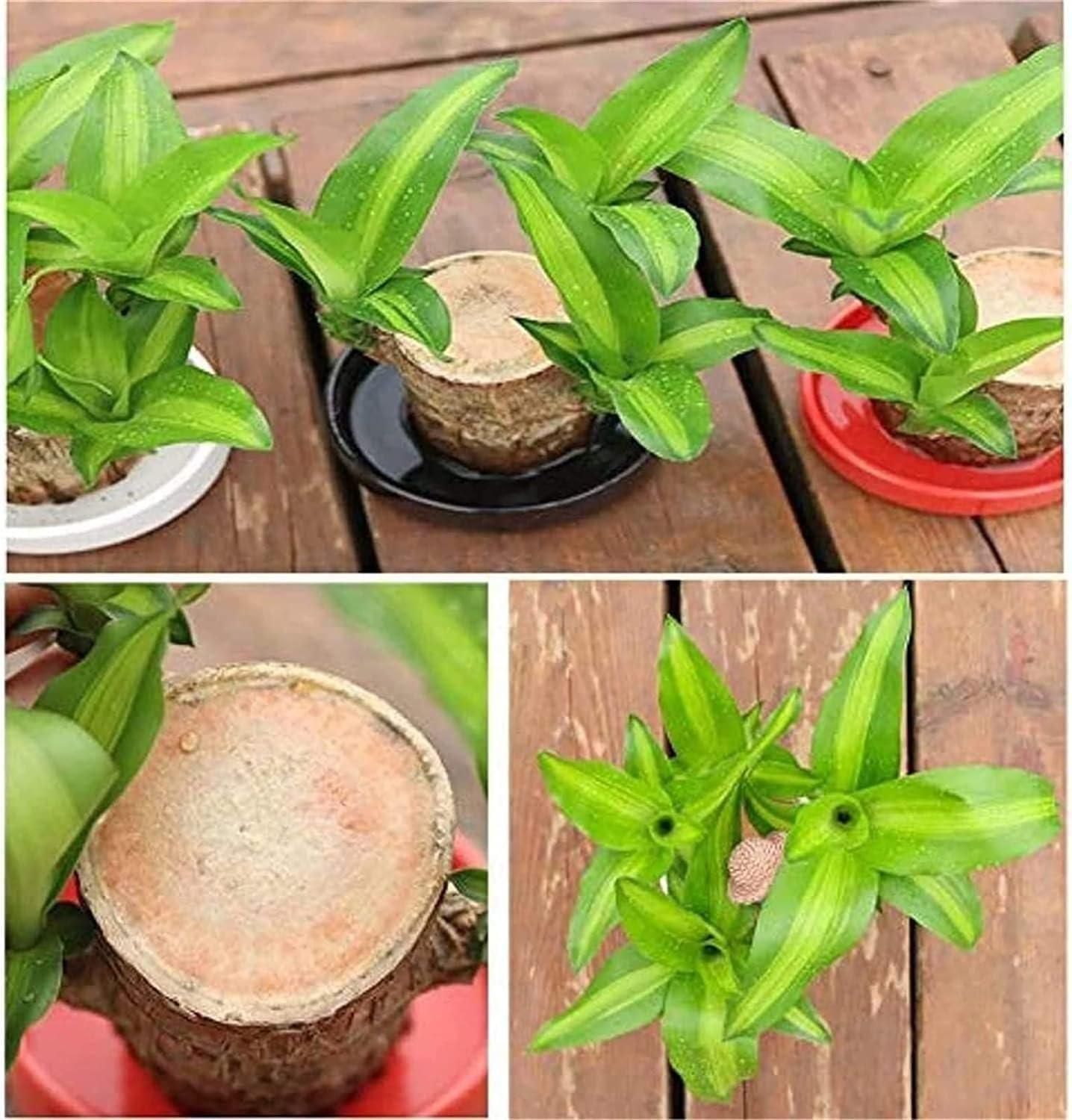 Brazilian Lucky Wood, Mini Home Plant Decorations - Jitechnical Shop