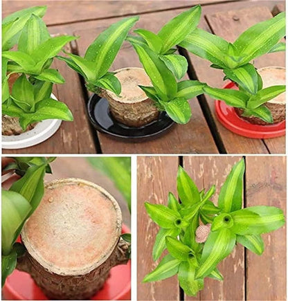 Brazilian Lucky Wood, Mini Home Plant Decorations - Jitechnical Shop