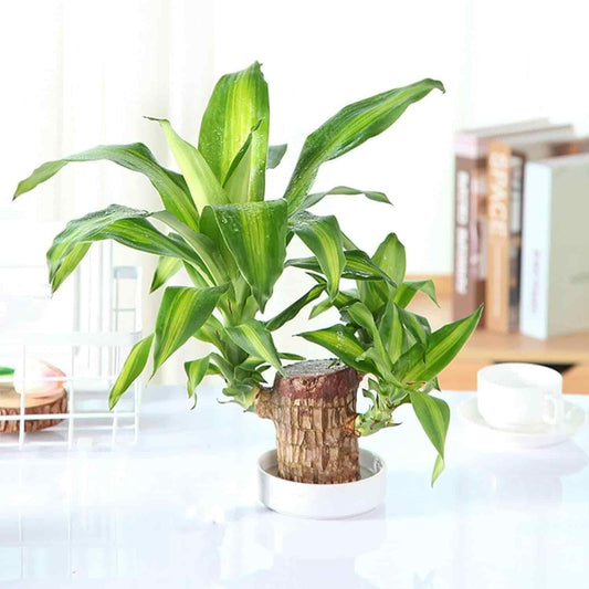Brazilian Lucky Wood, Mini Home Plant Decorations - Jitechnical Shop