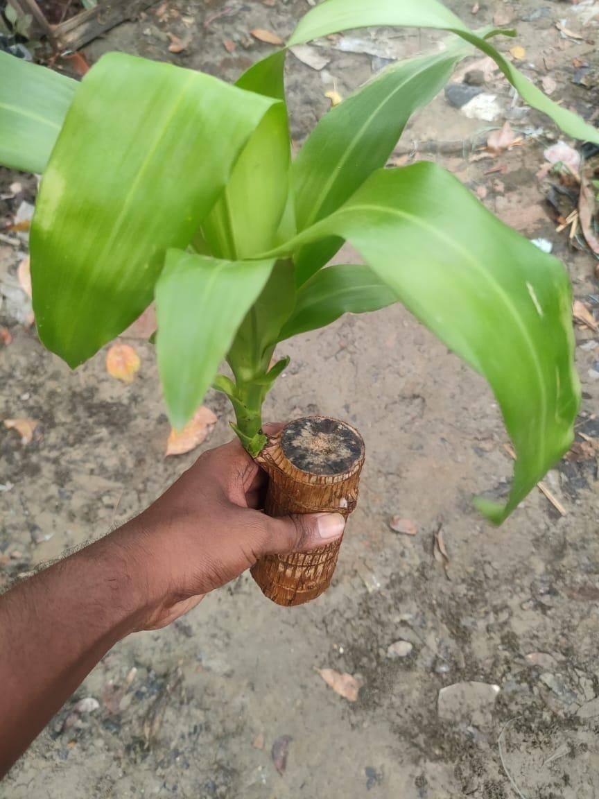 Brazilian Lucky Wood, Mini Home Plant Decorations - Jitechnical Shop