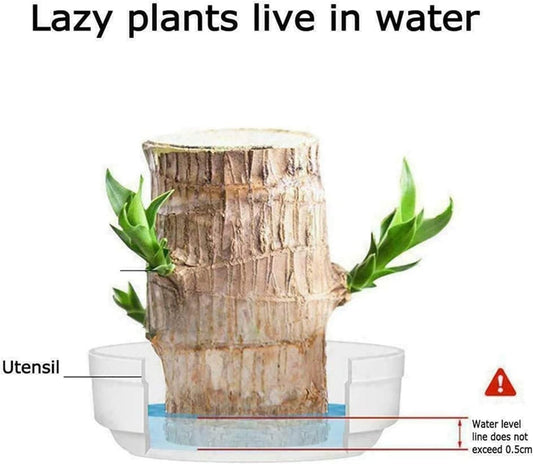Brazilian Lucky Wood, Mini Home Plant Decorations - Jitechnical Shop