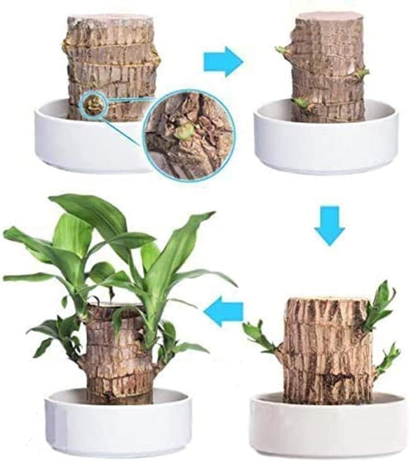 Brazilian Lucky Wood, Mini Home Plant Decorations - Jitechnical Shop